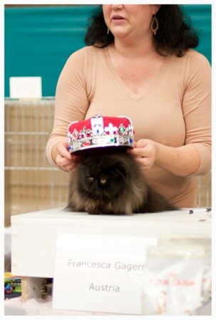 Nuit Magiques Ellington of Yvarie, de beste kat wereldwijd dit seizoen!