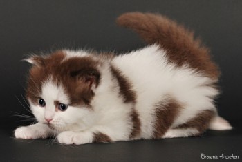 Smitten Kitten Cheesecake Brownie - Zo'n 3tal weken oud