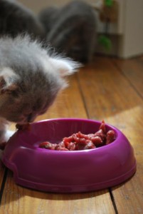 6 weken oud en Amber weet de paardenbiefstuk al goed weg te werken met die kleine tandjes!